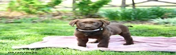 Labrador Retriever dogs for sale: Echo - Ad 4