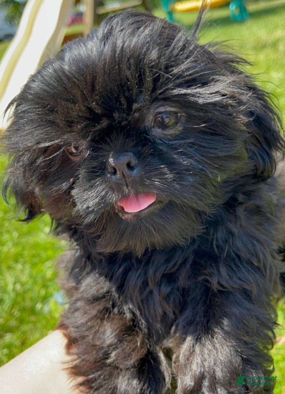 Shih Tzu dogs for sale: Buttons - Ad 15