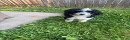 Mini Bernedoodle dogs for sale: Mini Bernedoodle Princess - Ad 4
