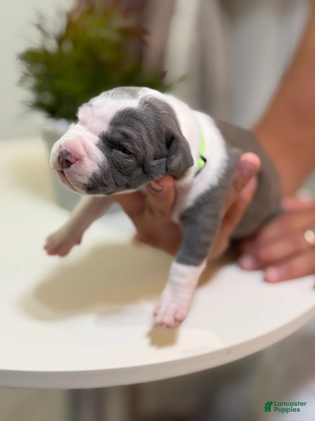 Mixed Breed dogs for sale: Green collar - Ad 2