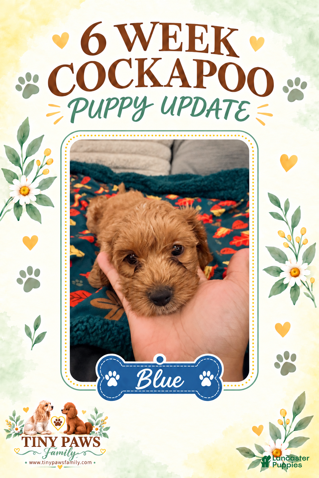 Cockapoo dogs for sale: Blue Collar - Ad 8