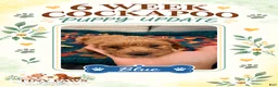Cockapoo dogs for sale: Blue Collar - Ad 1