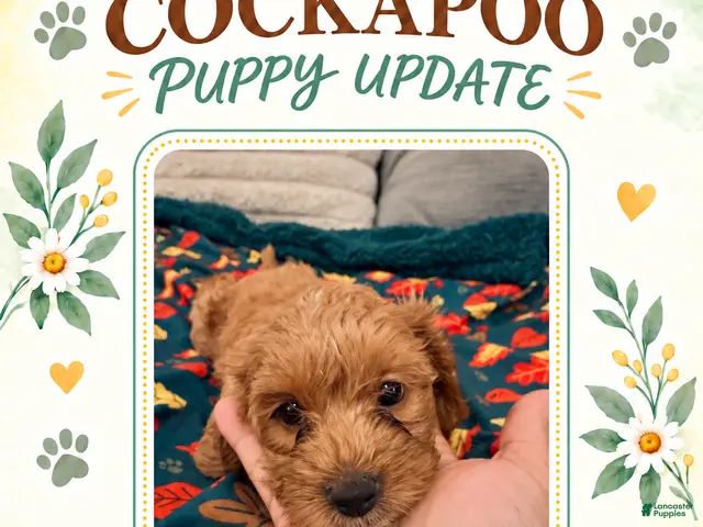 Cockapoo dogs for sale: Blue Collar - Ad 8