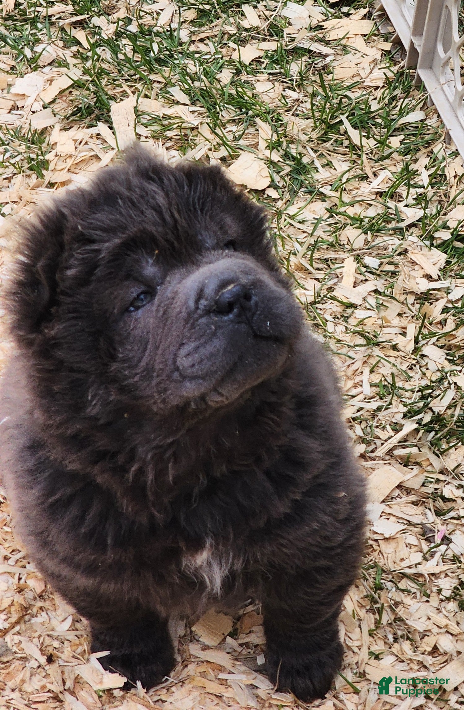 Shar Pei dogs Blue bear mini - Ad 2