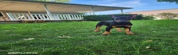 Doberman Pinscher dogs for sale: Kodiak - Ad 7