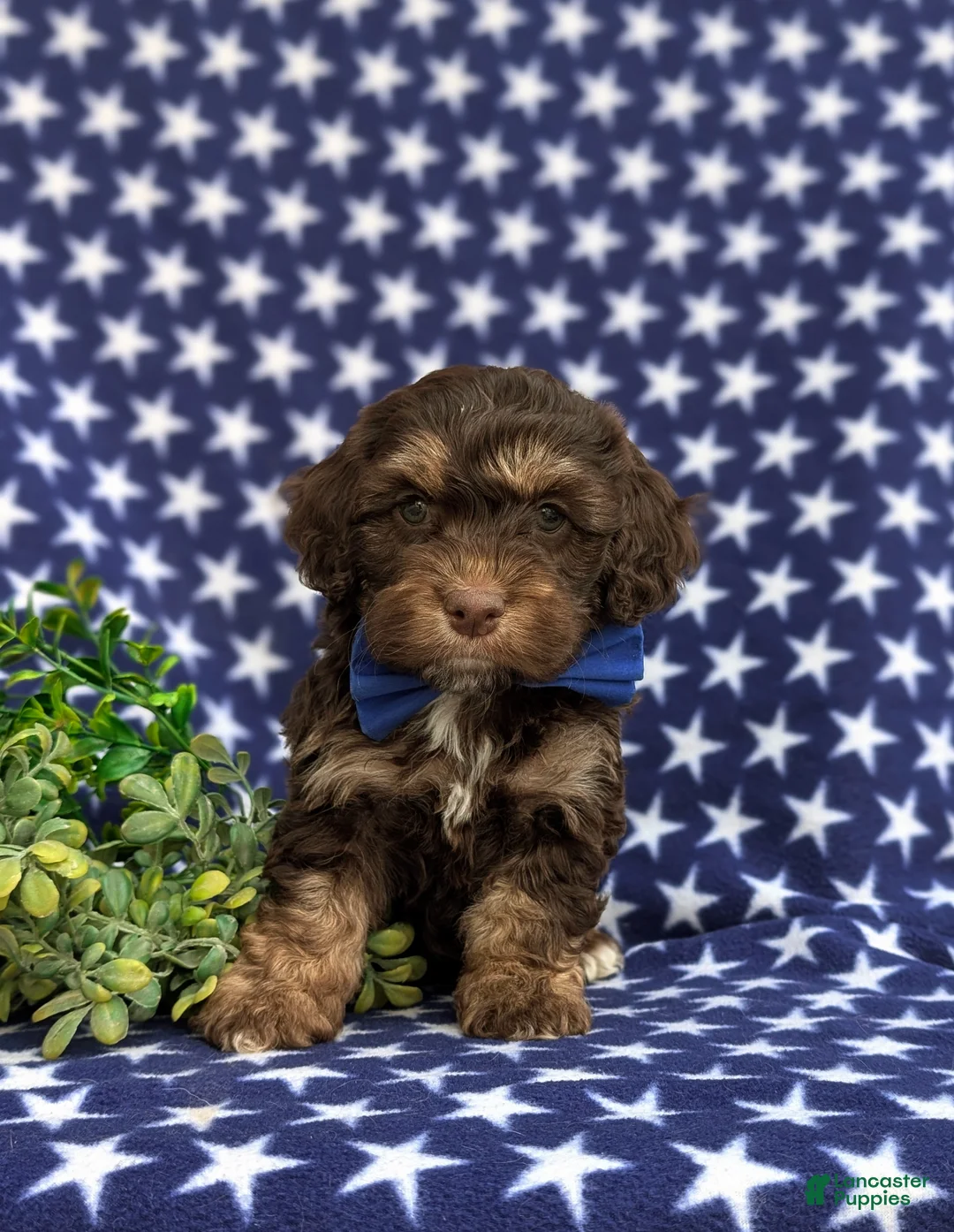 Cockapoo dogs for sale: Jonnie - Ad 2