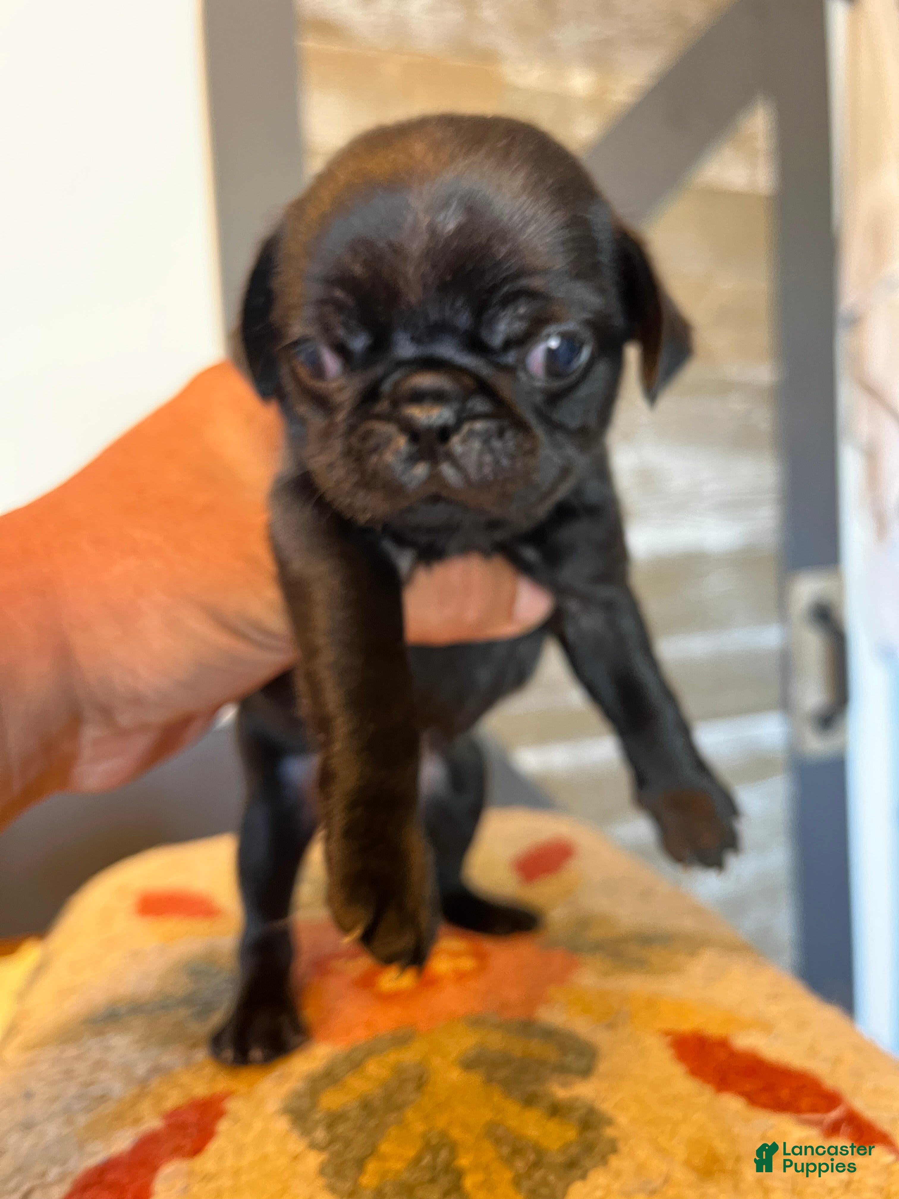 Pug (Pug, Male) in Reynolds, IN