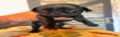 Pug 4