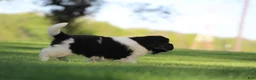 Newfoundland dogs for sale: Murphy  - Ad 3