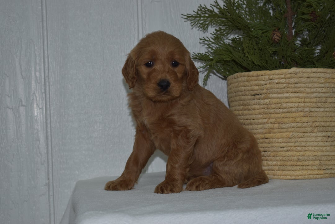 Goldendoodle dogs for sale: Lacy - Ad 2