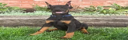 Doberman Pinscher dogs for sale: Amika - Ad 3
