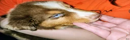 Australian Shepherd dogs for sale: Charlie - Ad 7