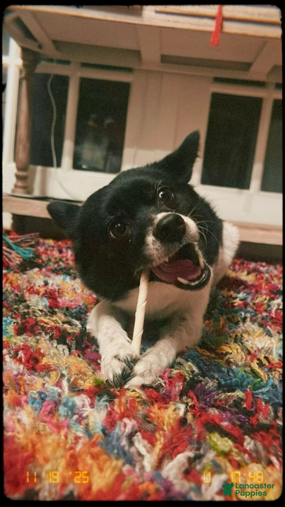 Mixed Breed dogs Stella - Ad 7
