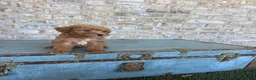 Miniature Labradoodle dogs for sale: Bentley  - Ad 4