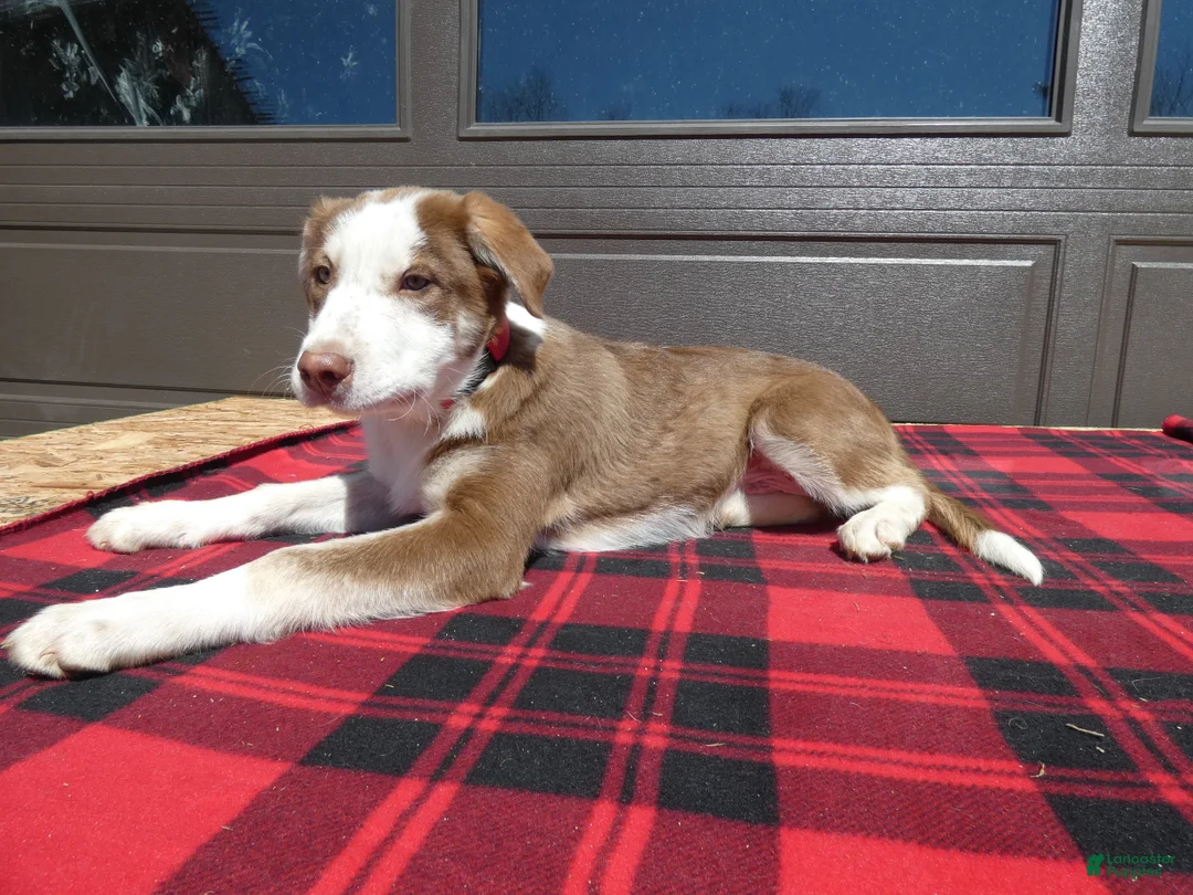 Mixed Breed dogs for sale: Australian Shepherd Puppy 7 Charm - Ad 2