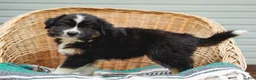 Miniature Australian Shepherd dogs for sale: Ranger - Ad 6