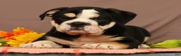 Beabull dogs for sale: Winston - Ad 1