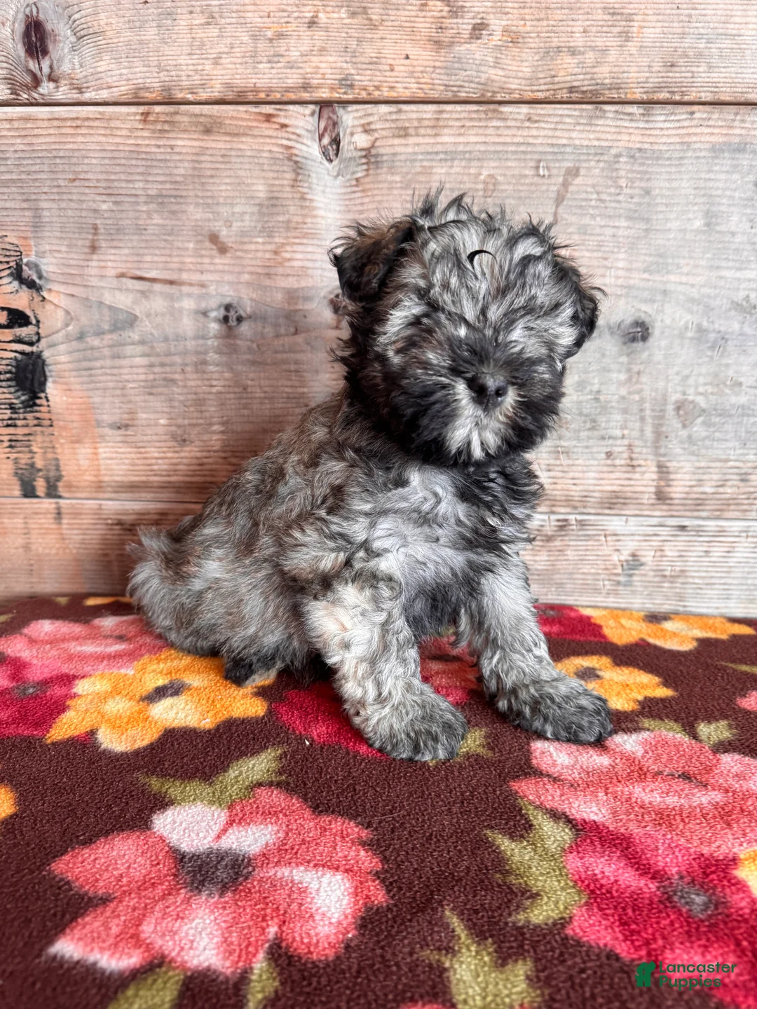 Miniature Schnauzer dogs for sale: Miniature Schnauzer Puppy 4 - Ad 2