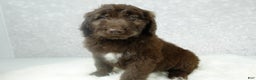 Newfypoo dogs for sale: Hunter - Ad 4
