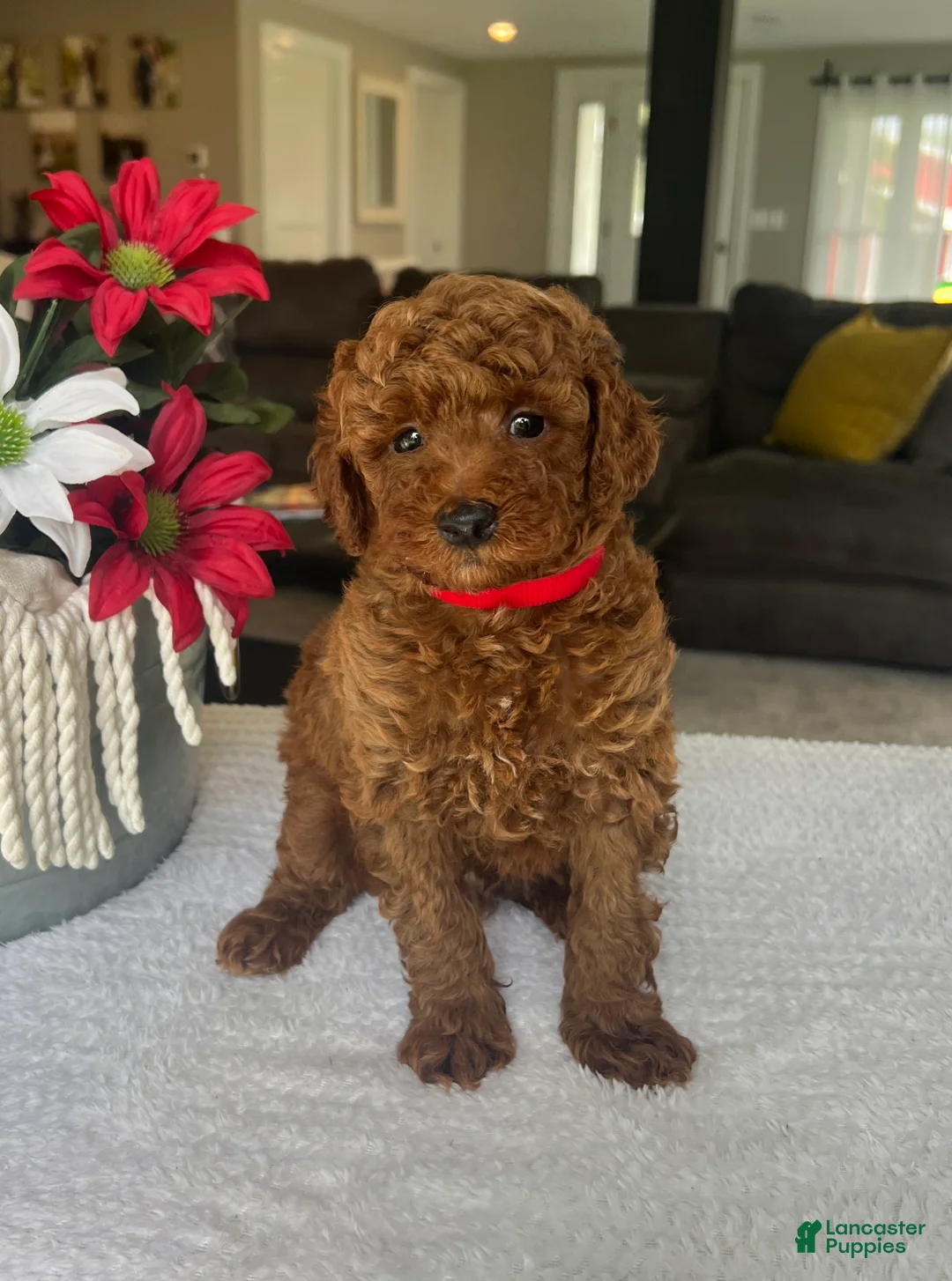 Mini Goldendoodle dogs for sale: Reece - Ad 2