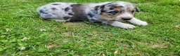 Mixed Breed dogs for sale: Kim - Ad 3