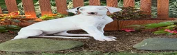 Great Dane dogs for sale: Pearl Great Dane  - Ad 9