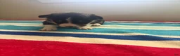 Welsh Corgi Pembroke dogs for sale: Max - Ad 5