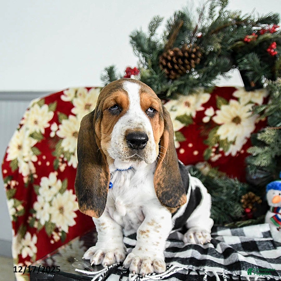 Basset Hound dogs for sale: Felix - Ad 1