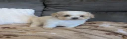 Havapoo dogs for sale: Button F-1B - Ad 6