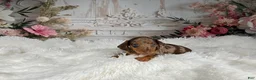 Miniature Dachshund dogs for sale: AKC-Charlotte - Ad 9