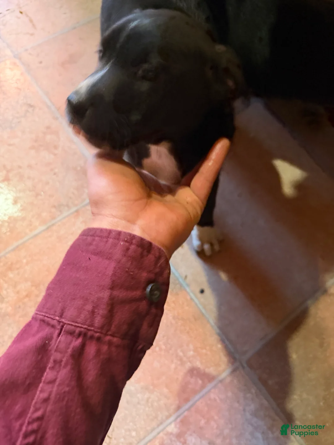 Mixed Breed dogs for sale: baby girl 2 - Ad 2
