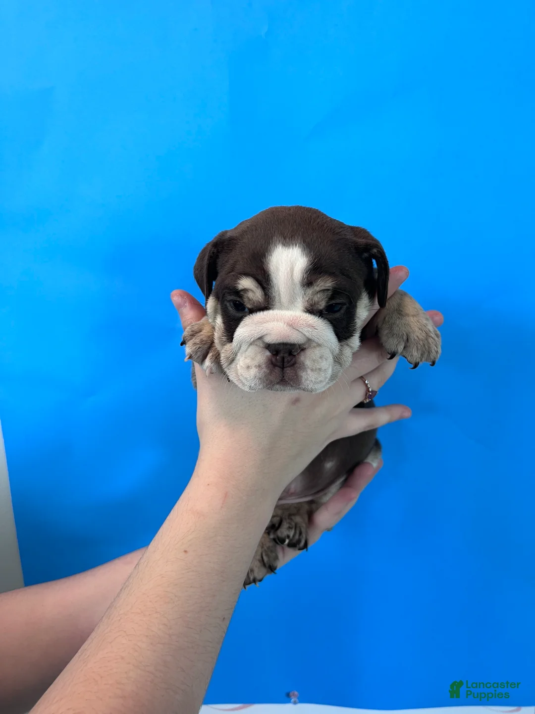 English Bulldog dogs for sale: Bandit (Chocolate Trindle) - Ad 2