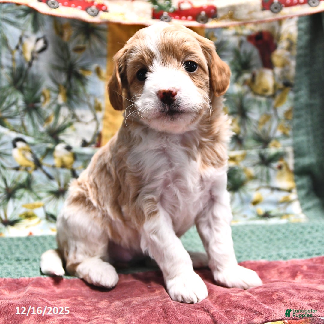 Goldendoodle dogs for sale: Jill - Ad 4