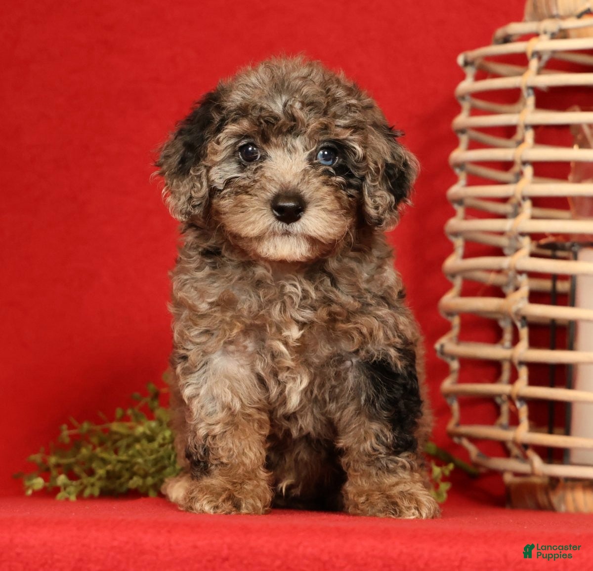 Miniature Poodle dogs Maverick - Ad 1
