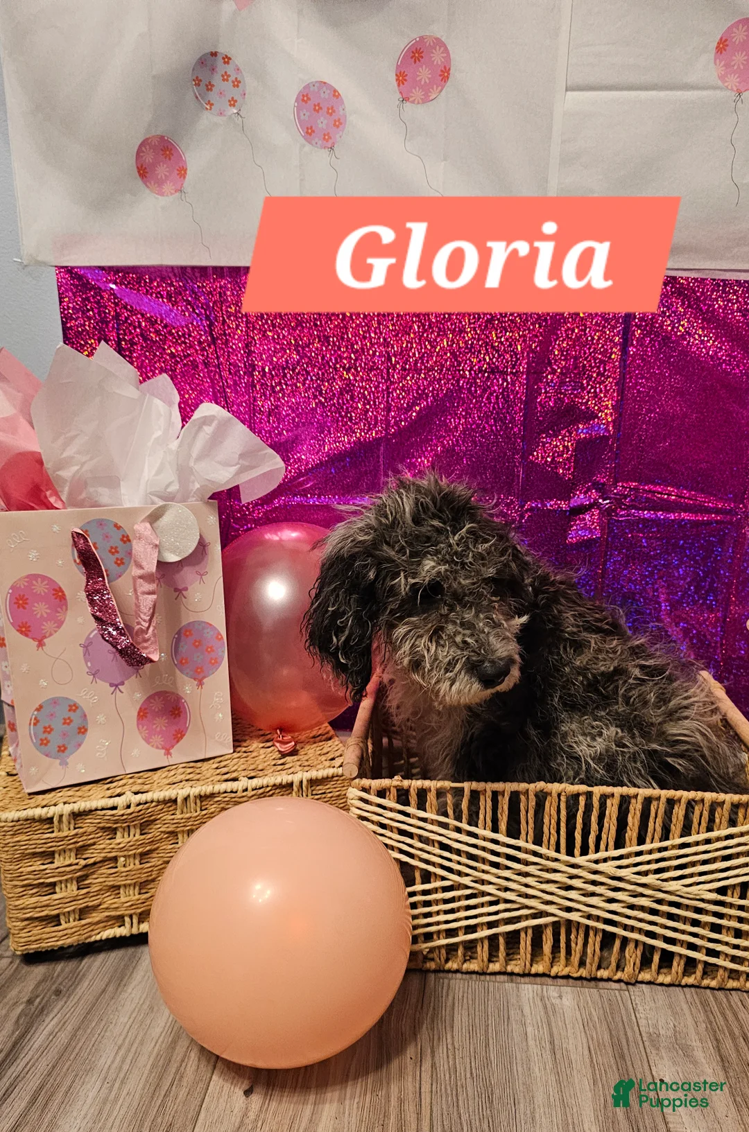 Mixed Breed dogs for sale: Gloria  - Ad 2