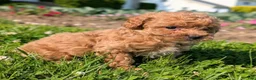 Toy Poodle dogs for sale: Marmalade - Ad 7