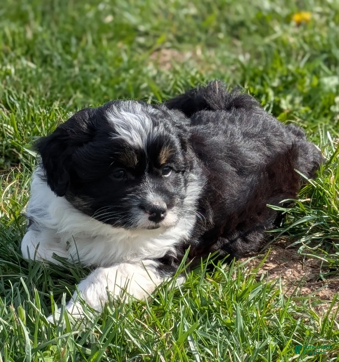 Aussiedoodle dogs for sale: Aussiedoodle Puppy 2 - Ad 2