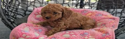 Toy Poodle dogs for sale: Vera  - Ad 3