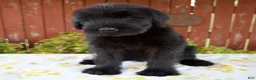 Giant Schnauzer dogs for sale: Rachelle - Ad 6