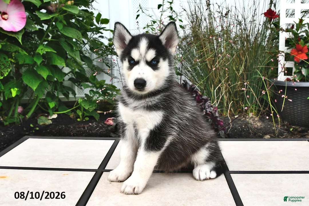 Siberian Husky dogs for sale: Balto - Ad 1
