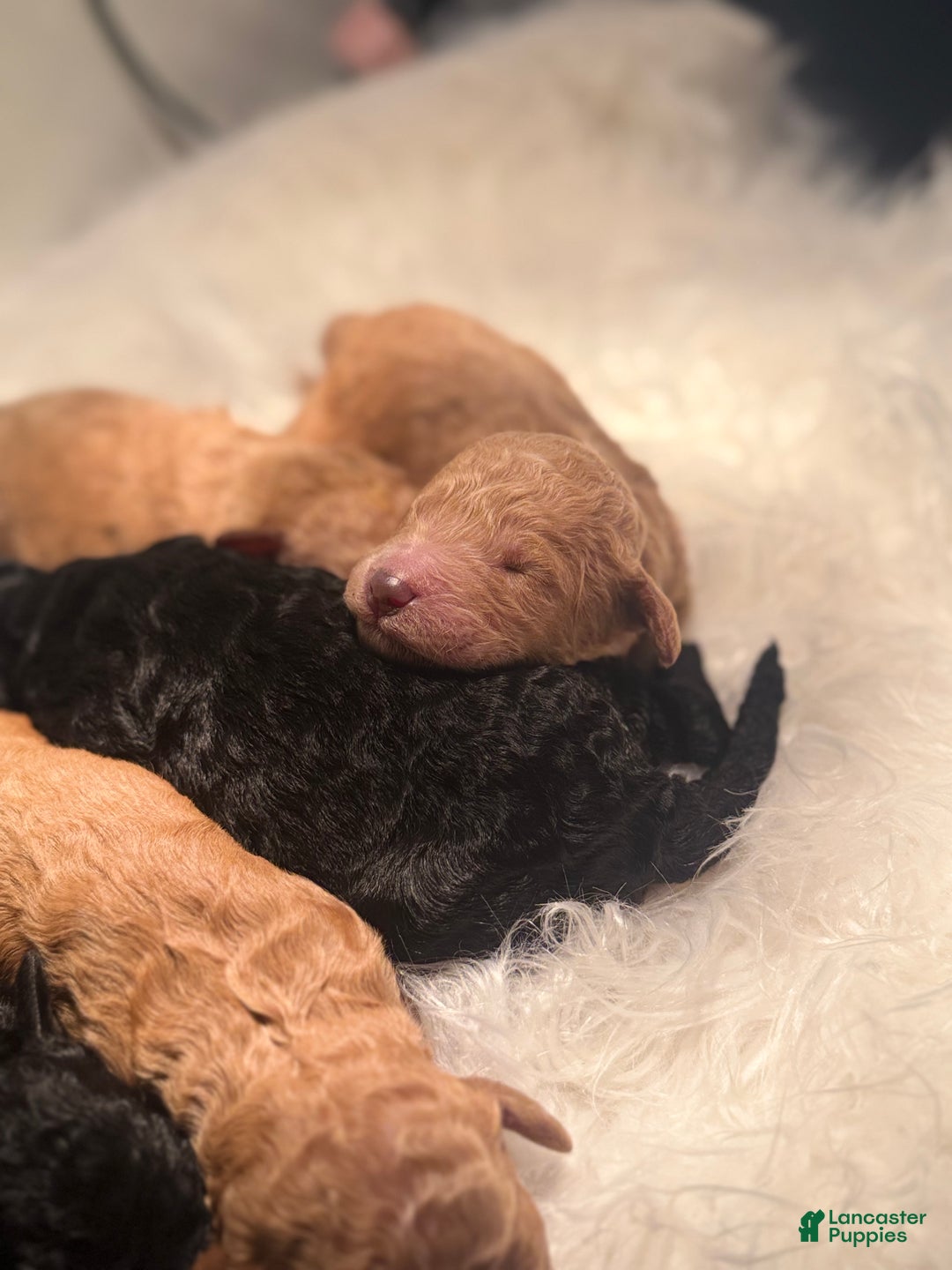Standard Poodle dogs for sale: Standard Poodle Puppy 6 - Ad 23