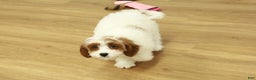 Cavapoo dogs for sale: Madelyn - Ad 11