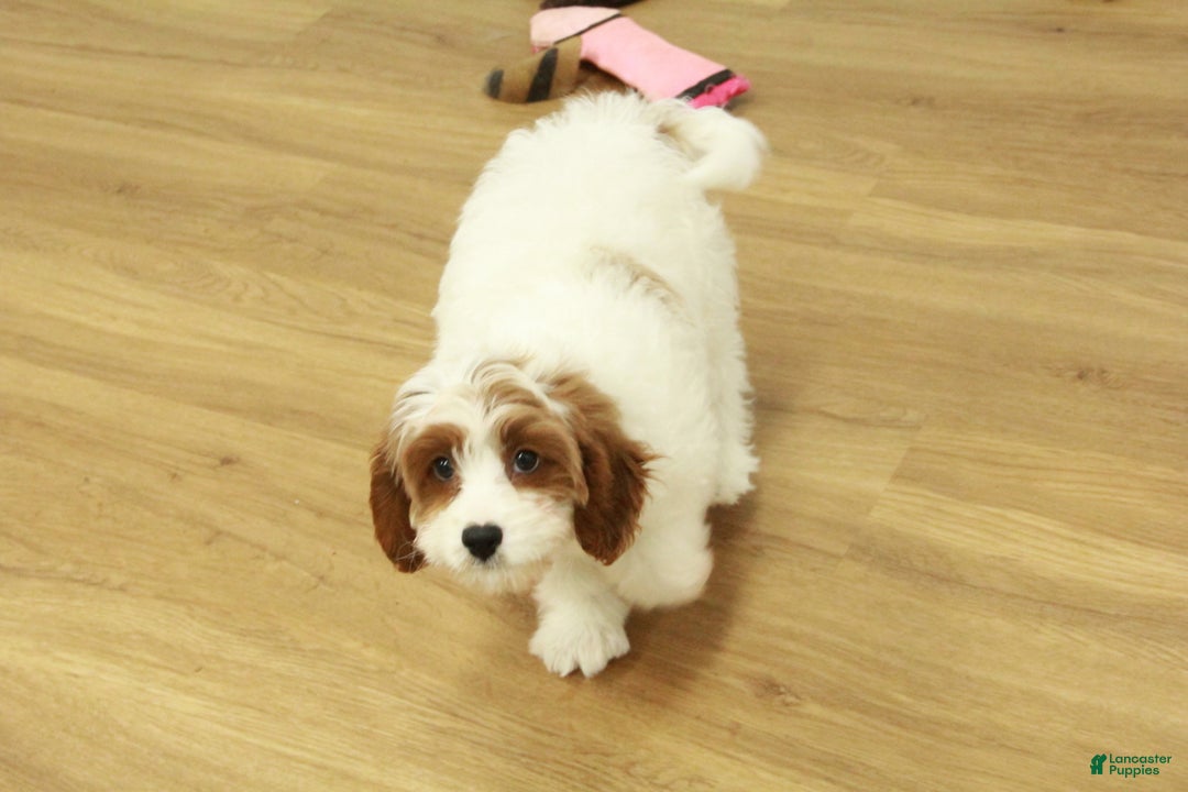 Cavapoo dogs for sale: Madelyn - Ad 11