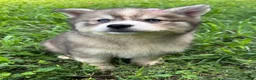 Siberian Husky dogs for sale: RUBY - Ad 8