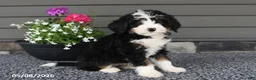 Mini Bernedoodle dogs for sale: Quinn - Ad 4