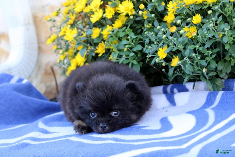 Pomeranian dogs Gomer - Ad 1
