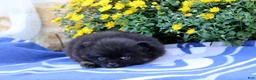 Pomeranian dogs for sale: Gomer - Ad 1