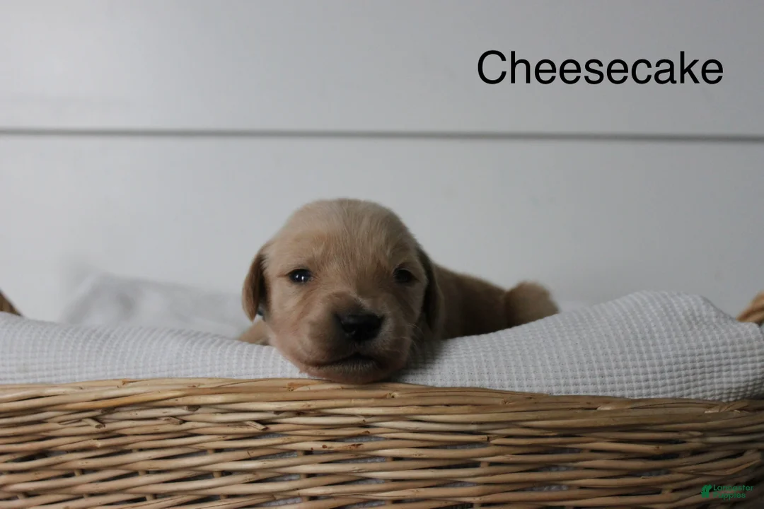 Golden Retriever dogs for sale: Cheesecake  - Ad 1