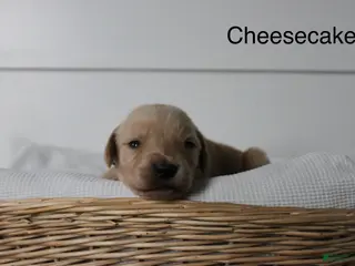 Golden Retriever dogs for sale: Cheesecake - Ad 2