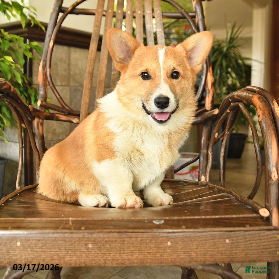 Welsh Corgi Pembroke dogs Tommy - Ad 1